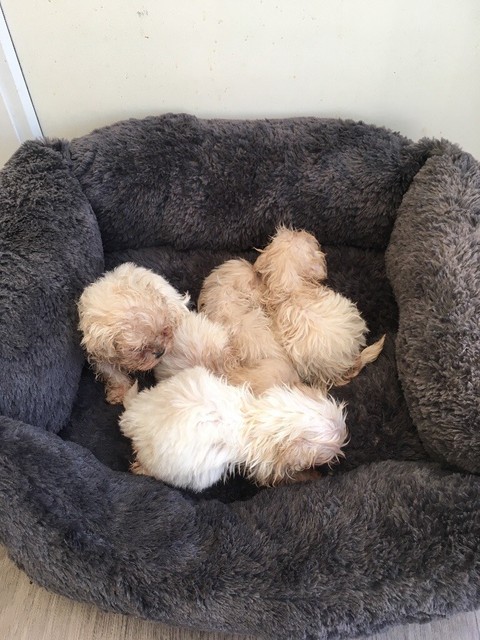 shichon puppies for sale gumtree